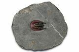 New Type Of Harpes Trilobite - Ouzina, Morocco #355769-1